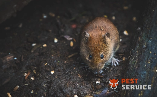 Дератизация в Ангарске